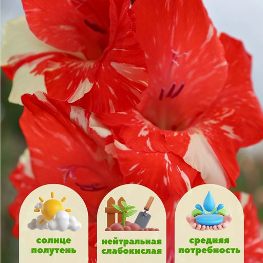 Гладиолус Кои Персьют 5 шт - Долина роз фото 2