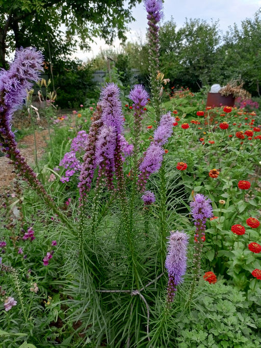 Лиатрис колосковидный (Spicata)