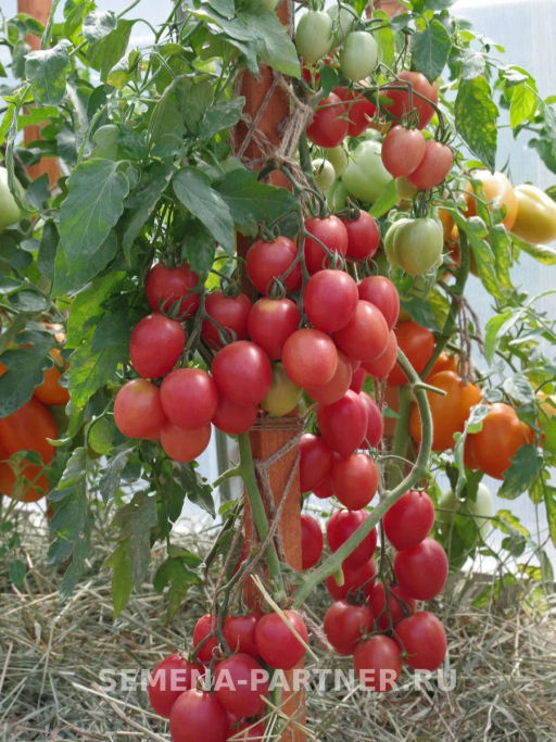 Томат Принцесса - Партнер фото 5