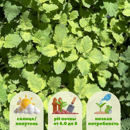 Котовник Фассена Сикс Хиллс Джиант Голд