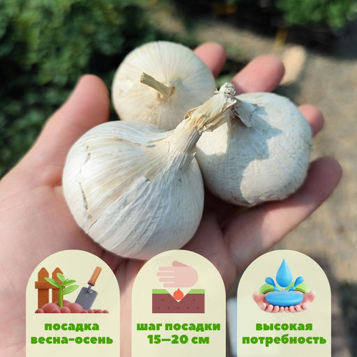 Чеснок Рокамболь-однозубка 3шт - Долина роз фото 2