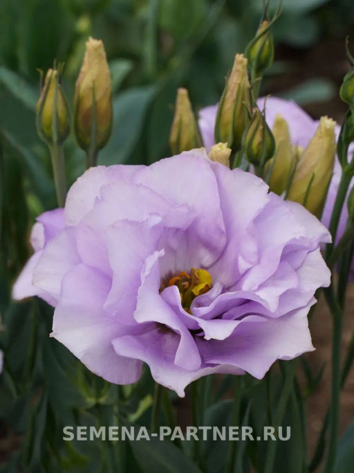 Эустома срезочная махровая лиловая Мадам Марсо - Партнер фото 3