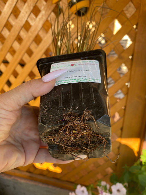 Осока Милк Чоколейт