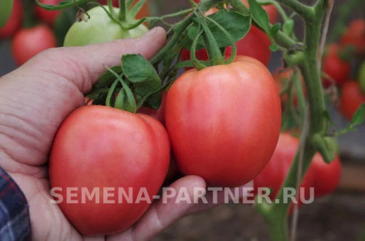 Томат Синдбад - Партнер фото 4
