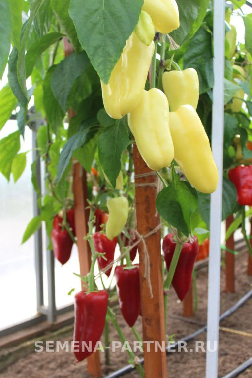 Перец сладкий Злата Прага - Партнер фото 4