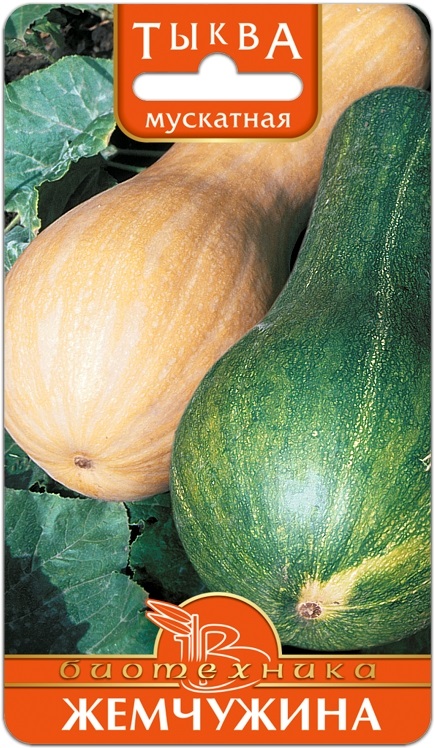 Тыква Жемчужина