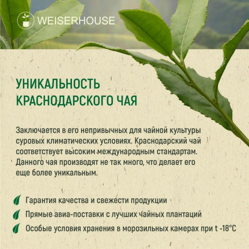 Живой чай / Краснодарский желтый (живой чай), 1 уп. * 100 гр. - Weiserhouse фото 6