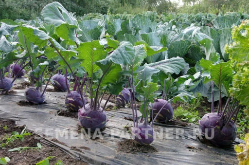Капуста кольраби Виолета - Партнер фото 2
