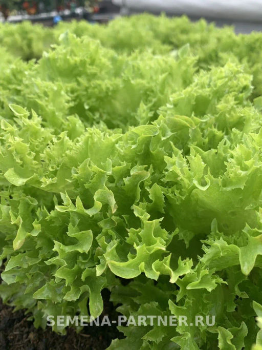 Салат листовой Кучерявец Партнер фото 2