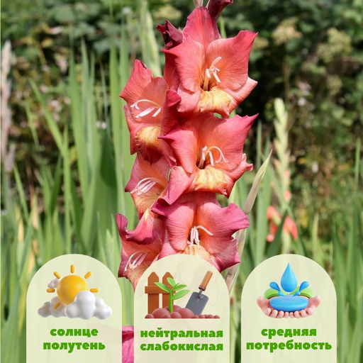 Гладиолус Индиан Саммер 5 шт - Долина роз фото 2