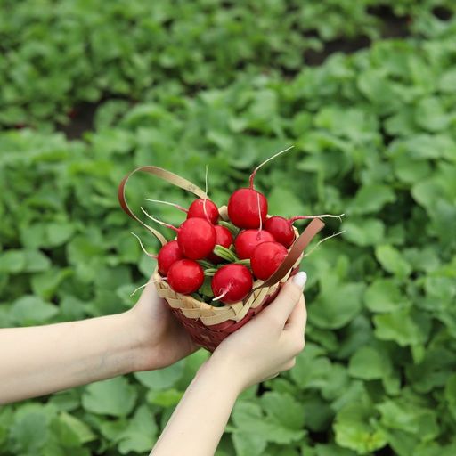 Редис КРАСА АЛТАЯ  Раннеспелый! Теневыносливый! В холодильнике хранится до 30 дней! Сибирская селекция! - Уральский дачник фото 6