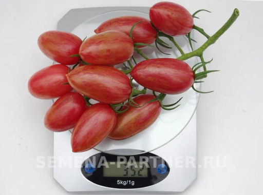 Томат Розовый Котя F1 - Партнер фото 7