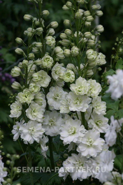 Дельфиниум Грин Твист - Партнер фото 6