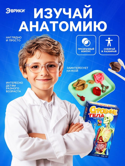 Набор для опытов по анатомии Строение тела, светится в темноте, с мягкими органами - Эврики фото 5
