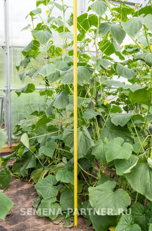 Огурец партенокарпический Меренга - Партнер фото 3