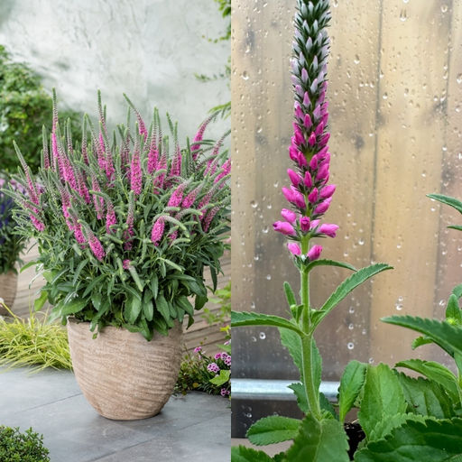 Вероника колосковая Анниверсари Нью Роуз - Долина роз фото 3