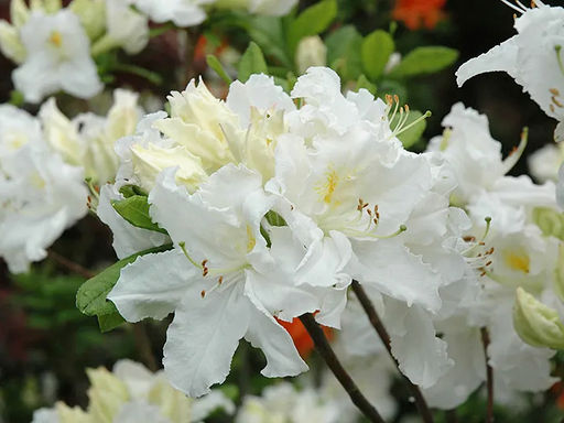 Азалия крупноцветковая Oxydol (Оксидол) - Долина роз фото 2