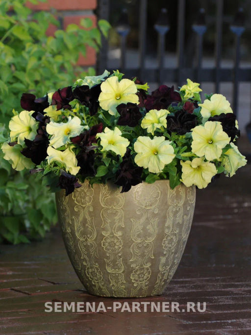 Петуния Софистика Блэкберри F1 крупноцветковая кустовая - Партнер фото 4
