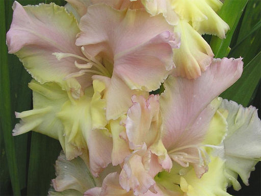 Гладиолус Алисия 5 шт - Долина роз фото 5