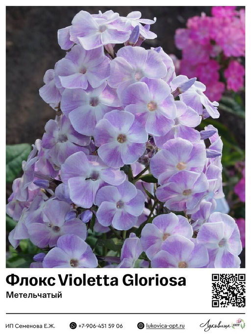 Флокс Violetta Gloriosa (Метельчатый)