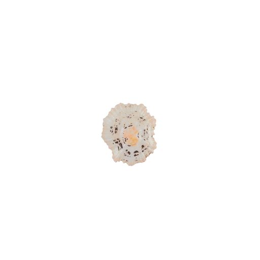 Blumentag / Zlatka DRF-011 Ракушки морские 100 г  5 г 2.5 см Patella Sacharina