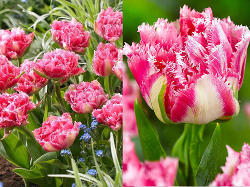 Тюльпан Crispion Sweet (Криспион Свит) - Долина роз фото 5