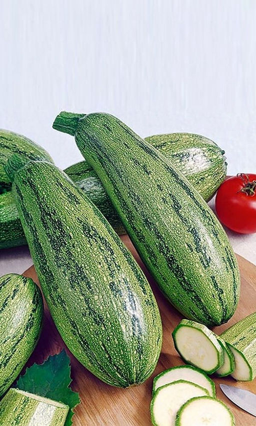 Кабачок КУАНД Неприхотливый кустовой сорт! Кожица тонкая, мякоть белая, нежная! Вкусовые качества превосходные! - Уральский дачник фото 2