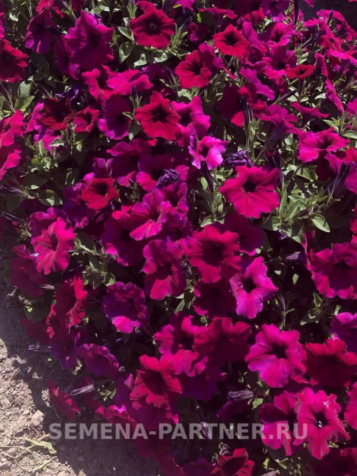 Петуния Ма Шери Патриция полуамп. фиолет.-пурпур - Партнер фото 3