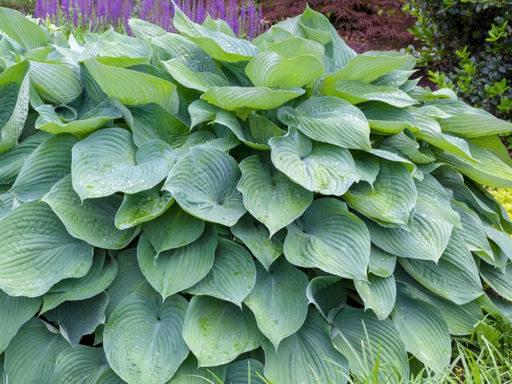 Хоста Т Рекс - Долина роз фото 4