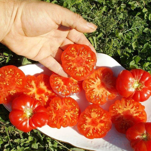 Помидоры С Острова Бали - Bali Tomato