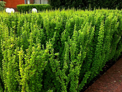 Барбарис зеленолистный - Долина роз фото 2