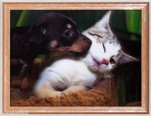 Картина 5D 30х40 059 Щенок и котёнок / ZR8210H-222411 / - Галеонтрейд фото 4