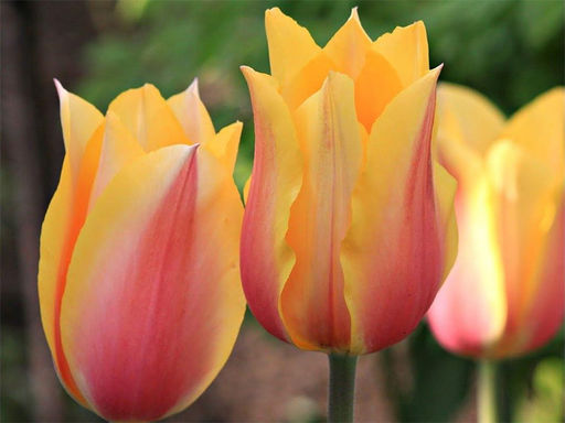 Тюльпан Long Lady (Лонг Леди)