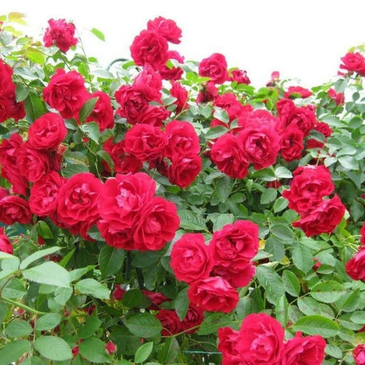 Роза Лев Толстой - Долина роз фото 2