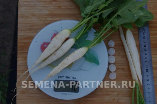 Редис Светлячок - Партнер фото 7