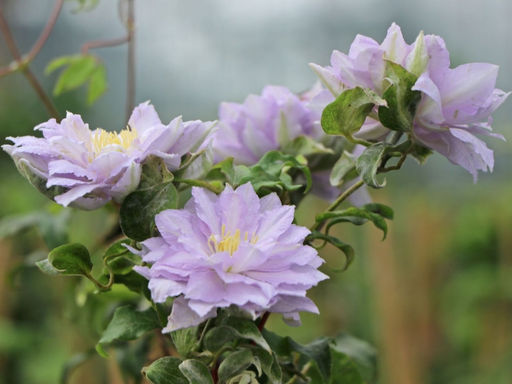 Клематис Дансинг Кинг - Долина роз фото 2