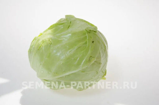 Капуста белокочанная ультраранняя Настя - Партнер фото 3