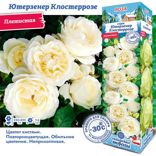 Роза Ютерзенер Клостеррозе (Плетистая) 1шт