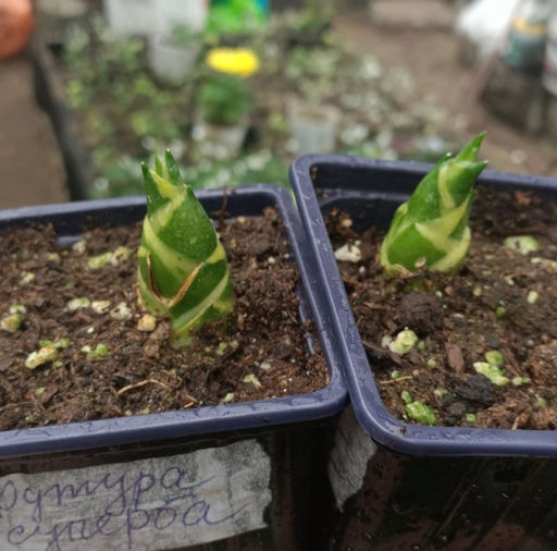 скрыт Сансевиерия Футура суперба Горшок 0,4 - 1000корней фото 2