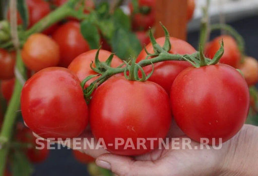 Томат Кристиан - Партнер фото 8