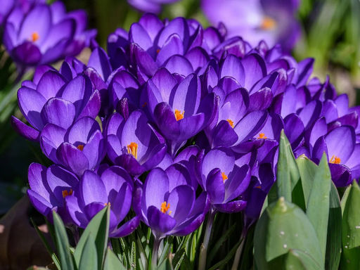 Крокус Flower Record (Флавер Рэкорд) 5 шт - Долина роз фото 5