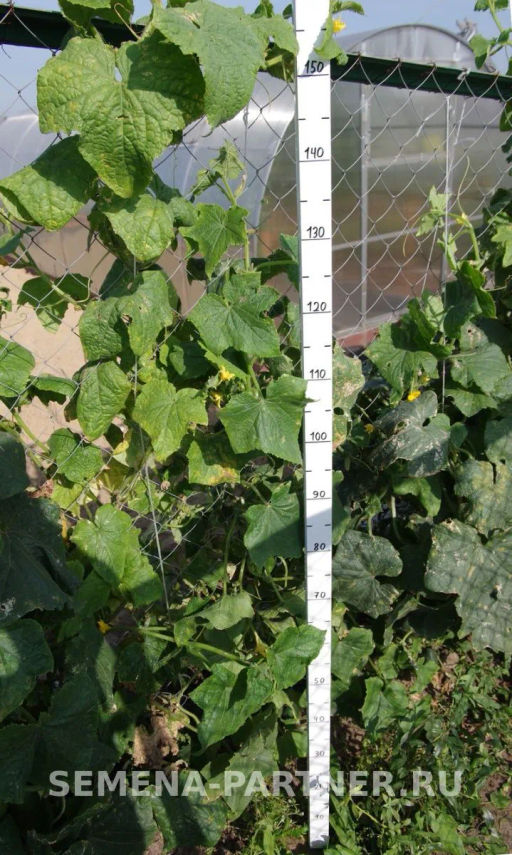 Огурец пчелоопыляемый Виорел - Партнер фото 5