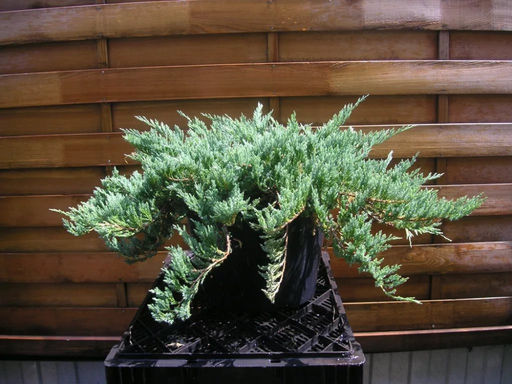 Можжевельник горизонтальный Блю Чип - Долина роз фото 5