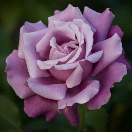 R554 ШАРЛЬ ДЕ ГОЛЛЬ