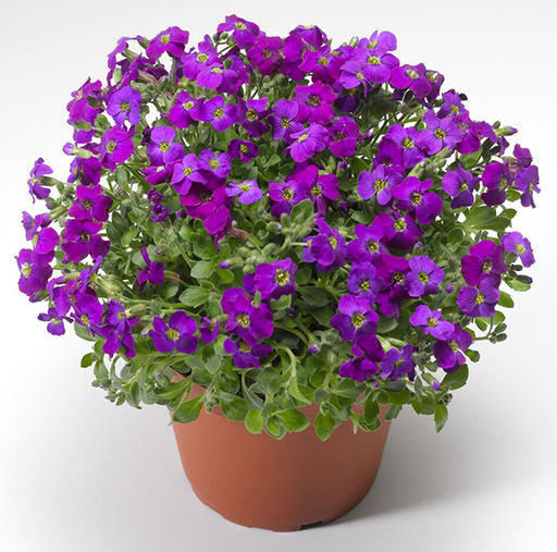 5213D Обриета гибридная Одри Пурпл Шейдс 20шт