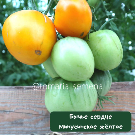 Бычье сердце минусинское желтое