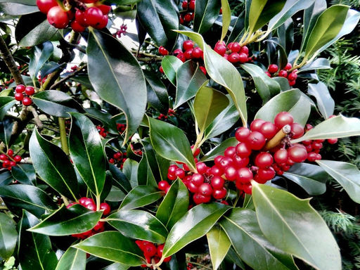 Лавровишня обыкновенная кавказская - Долина роз фото 7