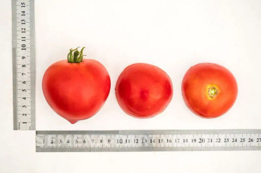 Томат Антюфей - Партнер фото 4