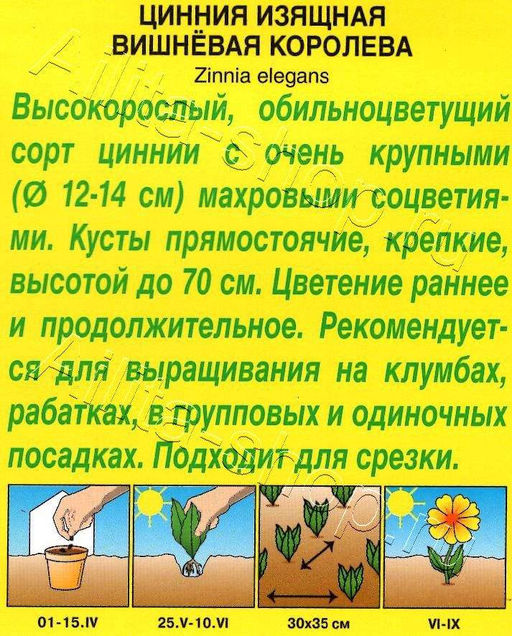 Цинния Вишневая королева 0,3г (Аэлита)
