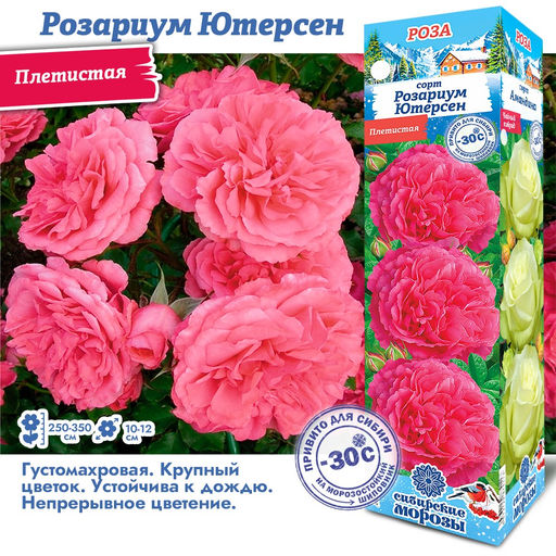 Роза Розариум Ютерсен (Плетистая) 1шт
